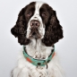 Preview: Dog with a Mission Halsband Janis